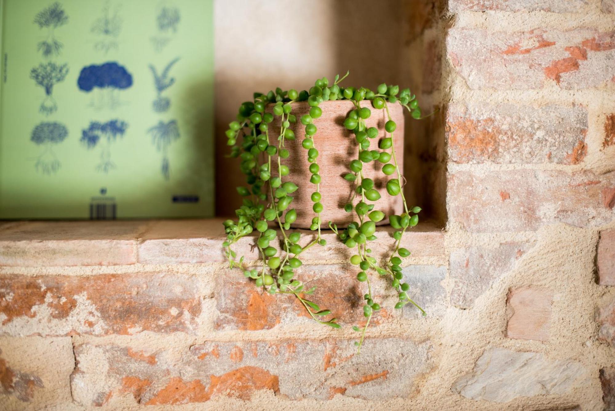 Agriturismo Casalino18 Tognazza エクステリア 写真